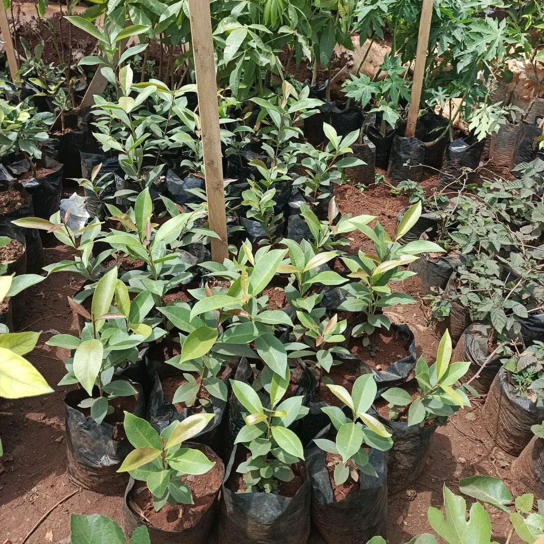 Zambarau Java Plum 1