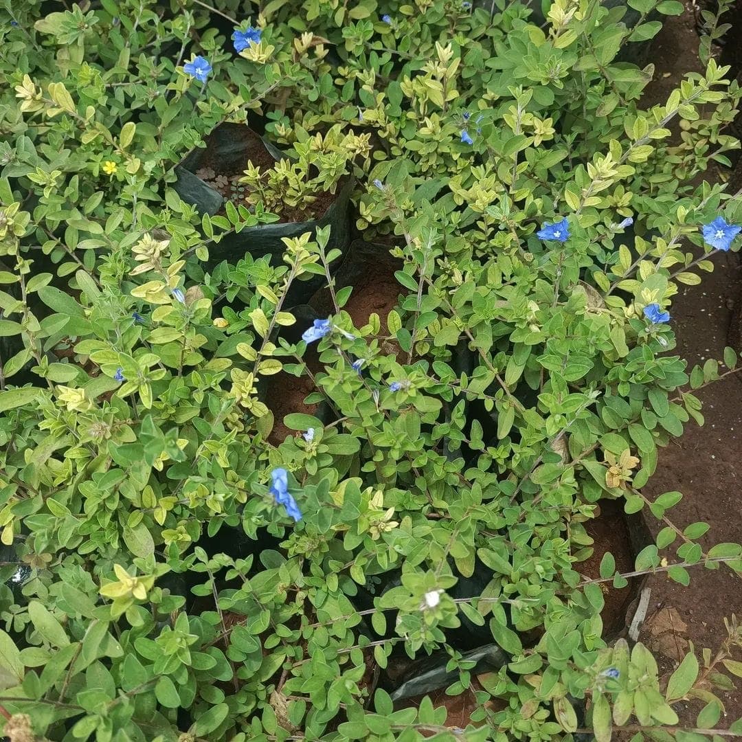Blue Daze (Evolvulus glomeratus) 1