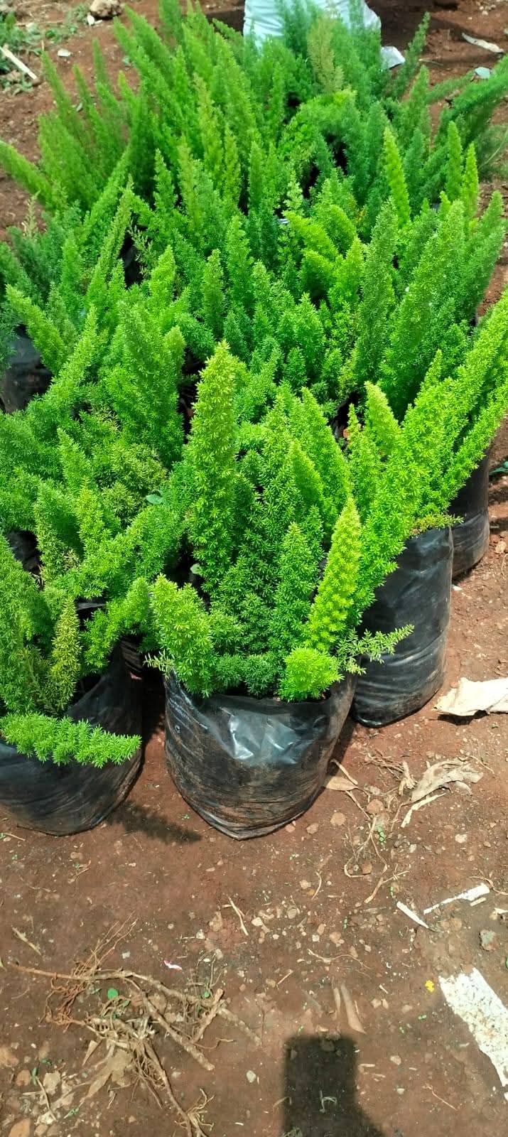 Foxtail Fern (Asparagus densiflorus 'Myers') 1
