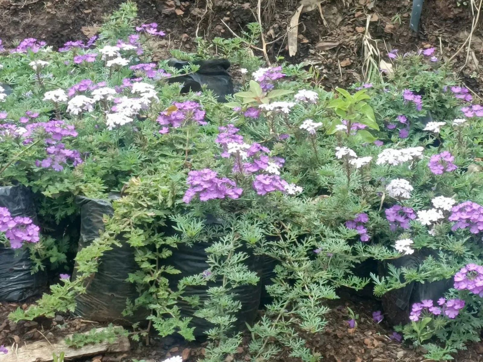 Prairie Verbena (Glandularia bipinnatifida) 1
