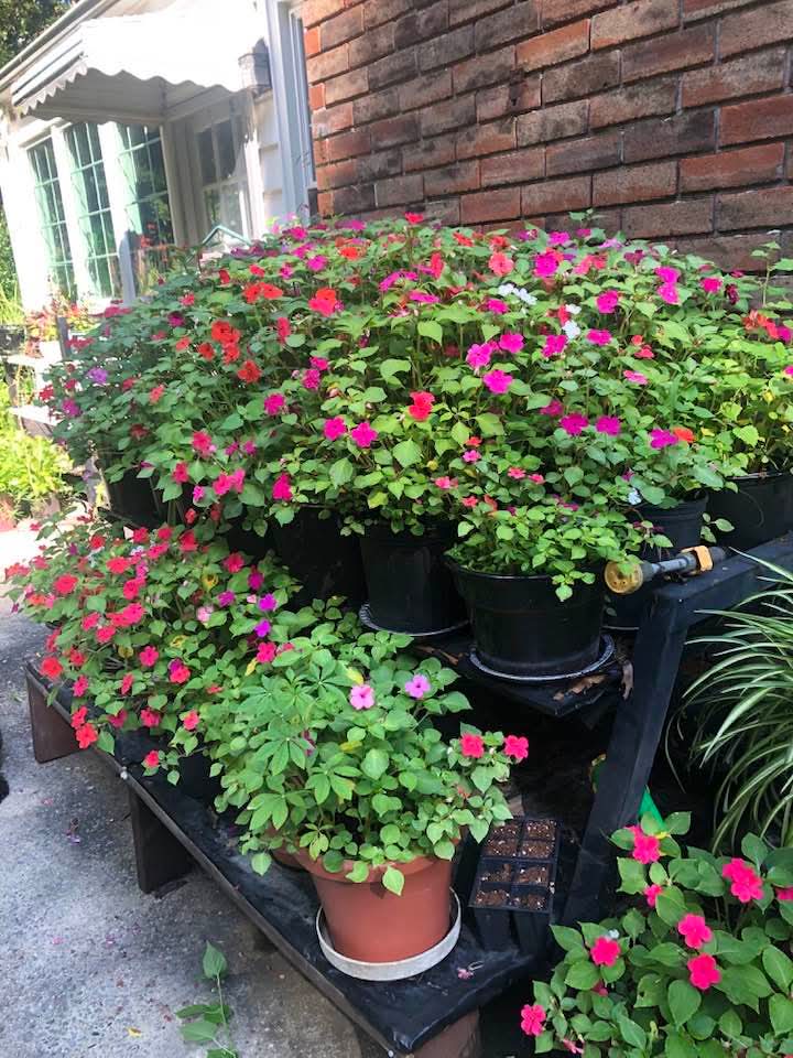 Impatiens (Impatiens walleriana) 1