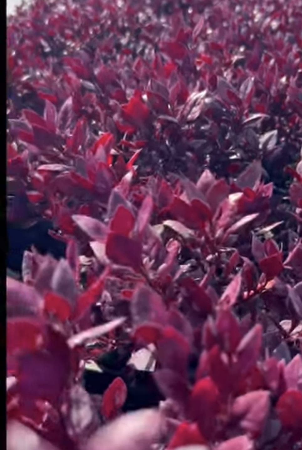 Little Ruby (Alternanthera dentata) 1
