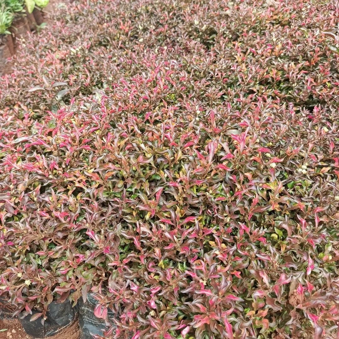 Maroon China Grass 1