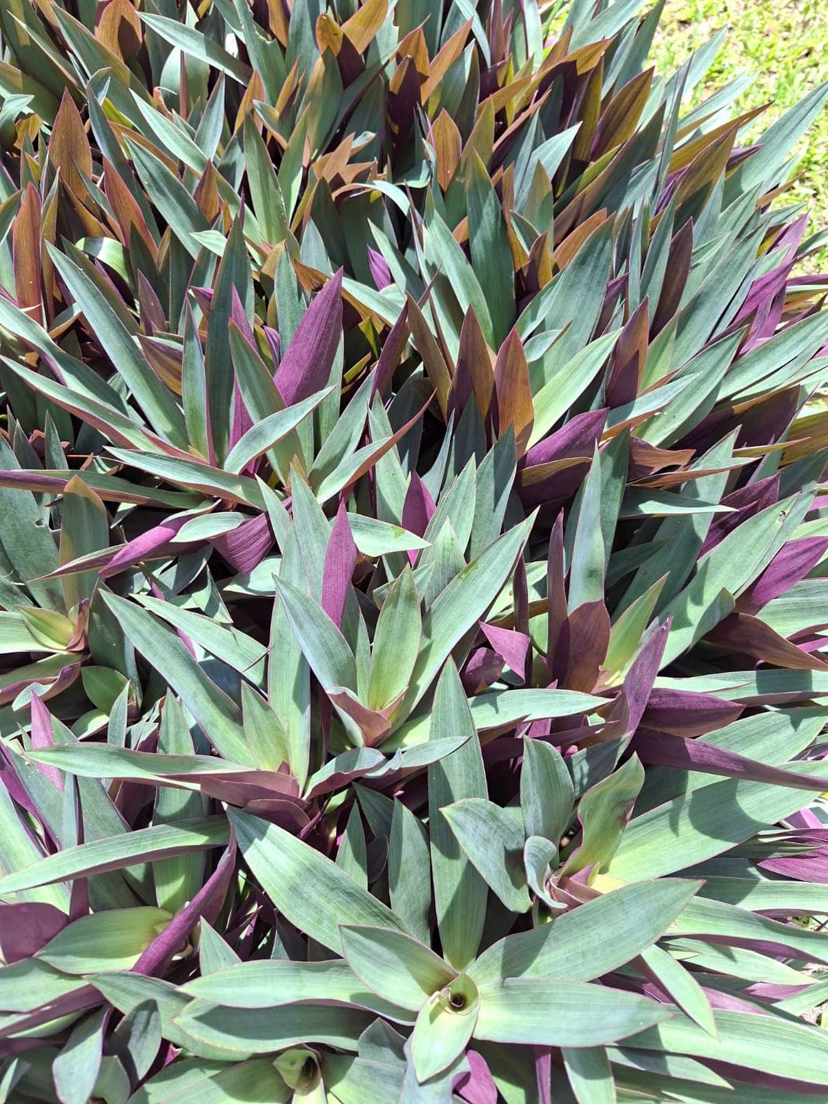 Moses in the Cradle (Tradescantia spathacea) 1