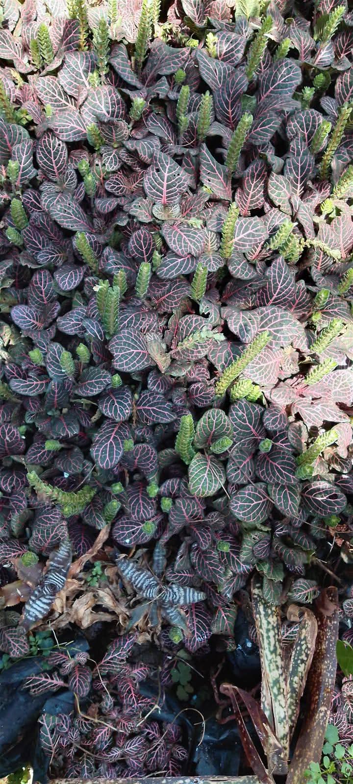 Nerve Plant (Fittonia albivenis) 1