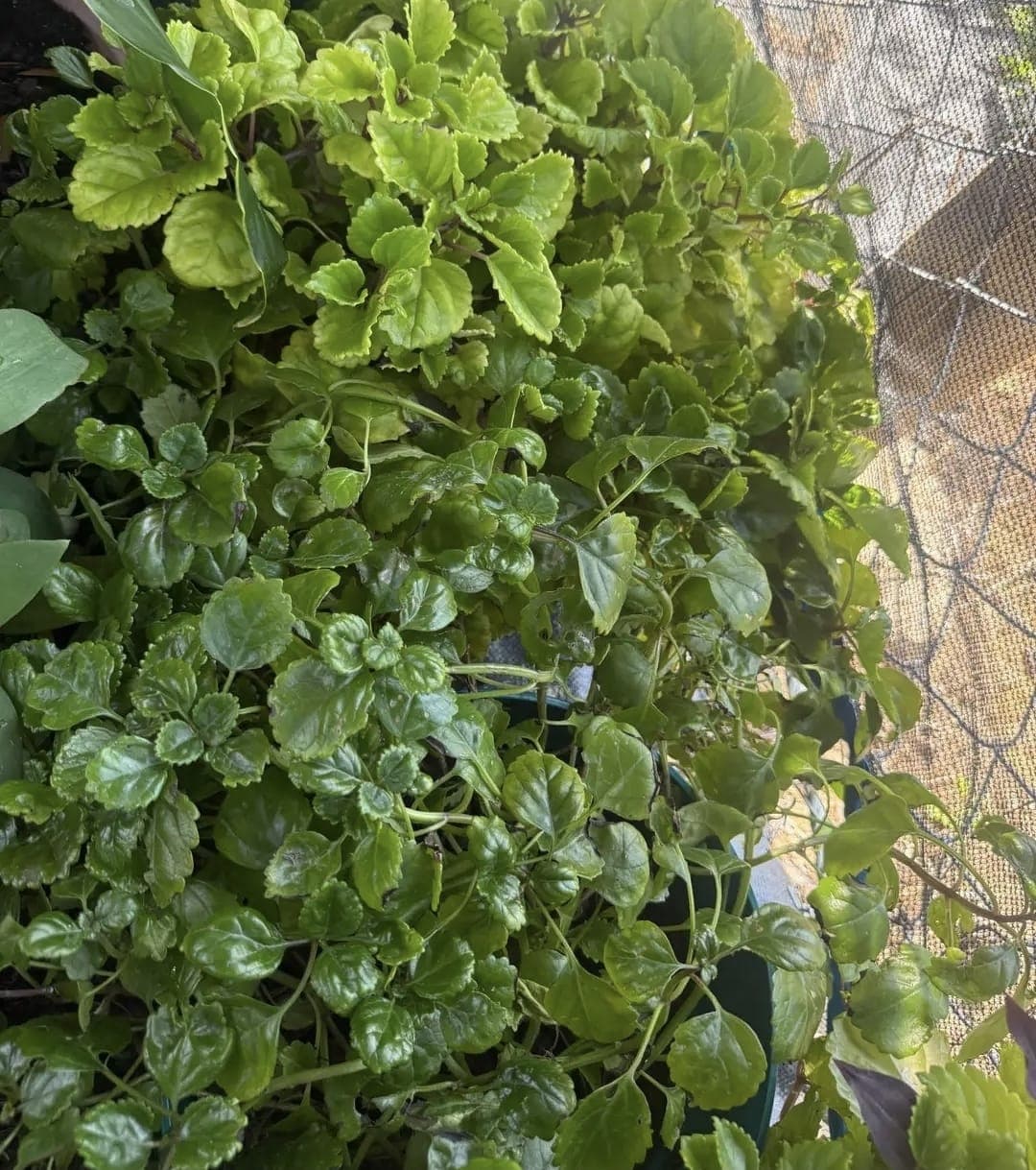 Swedish Ivy (Plectranthus verticillatus) 1