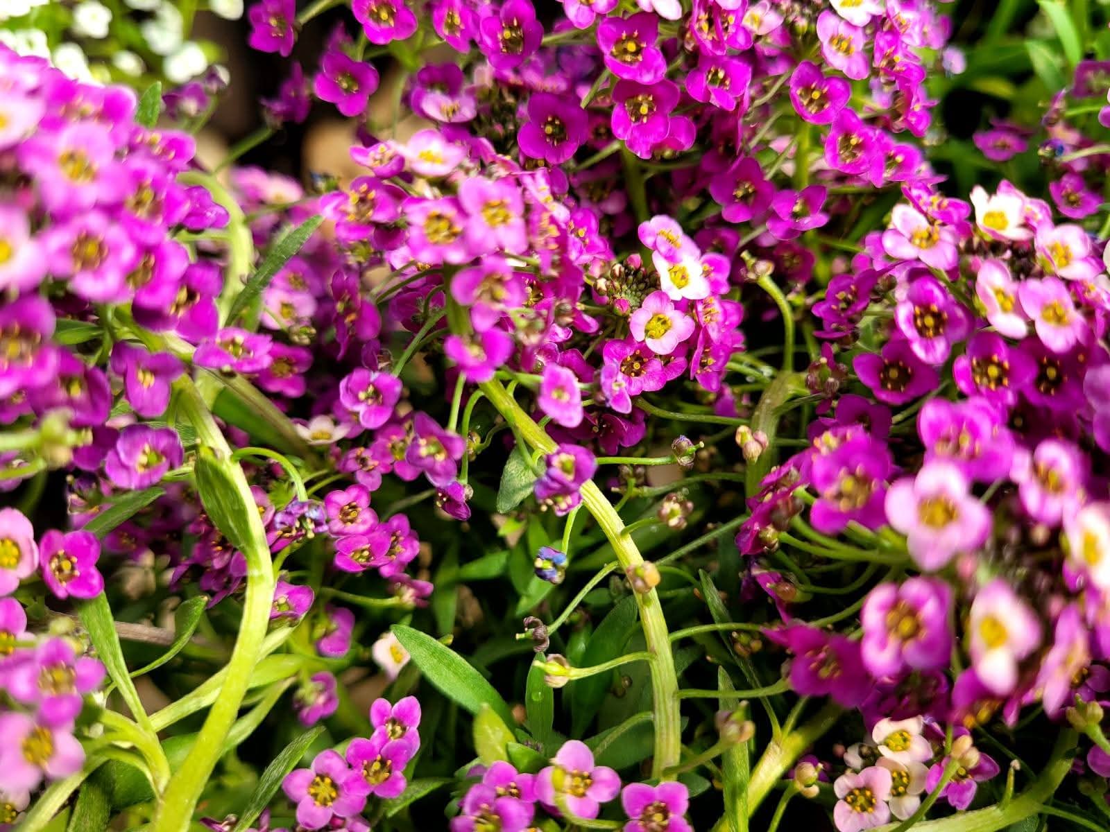 Sweet Alyssum (Lobularia maritima) 1