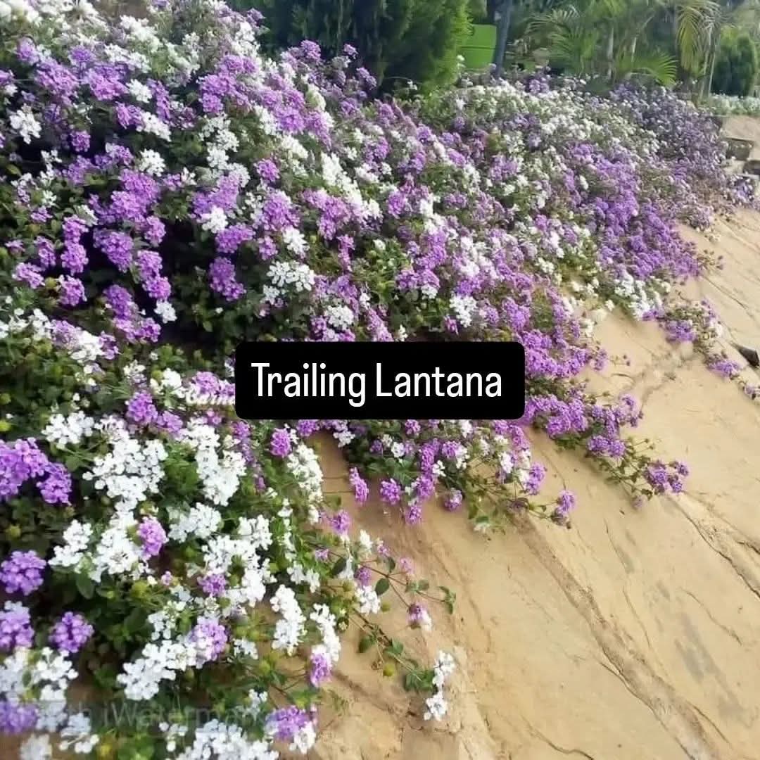 Trailing Lantana (Lantana sellowiana / montevidensis) 1