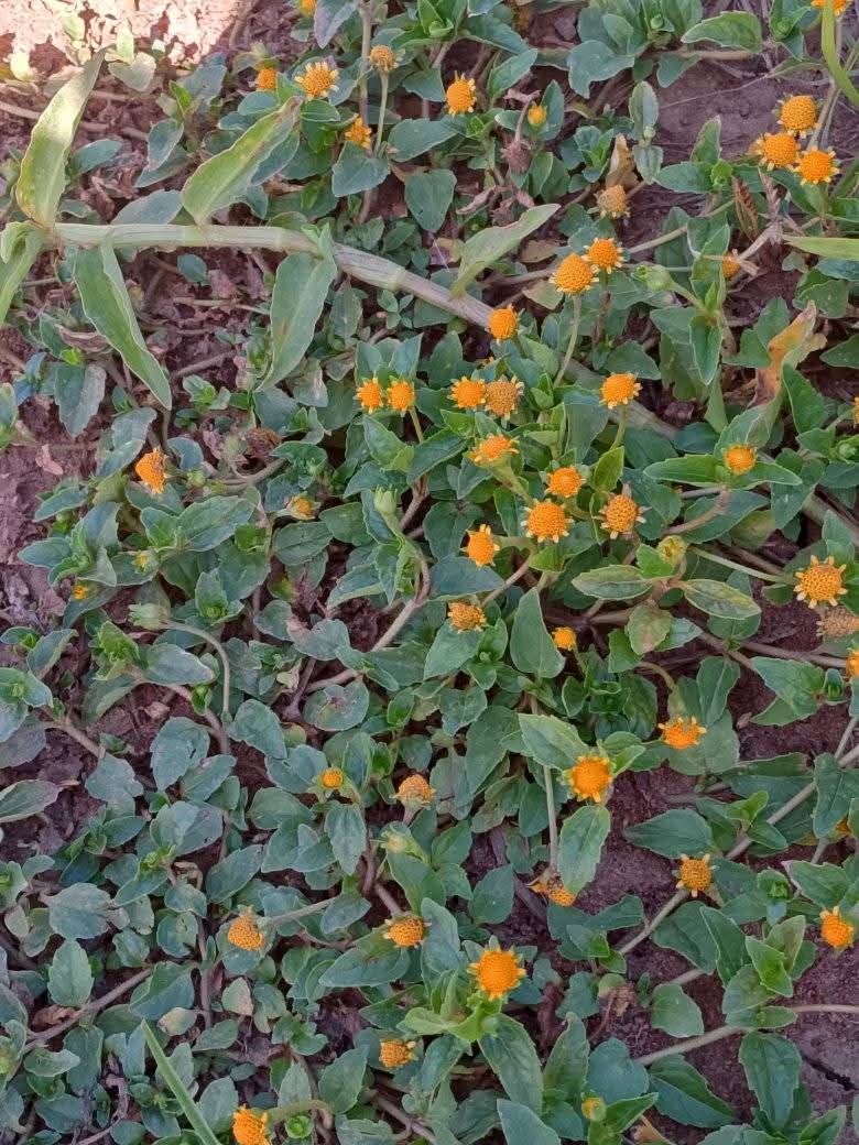 Wedelia (Sphagneticola trilobata) 1