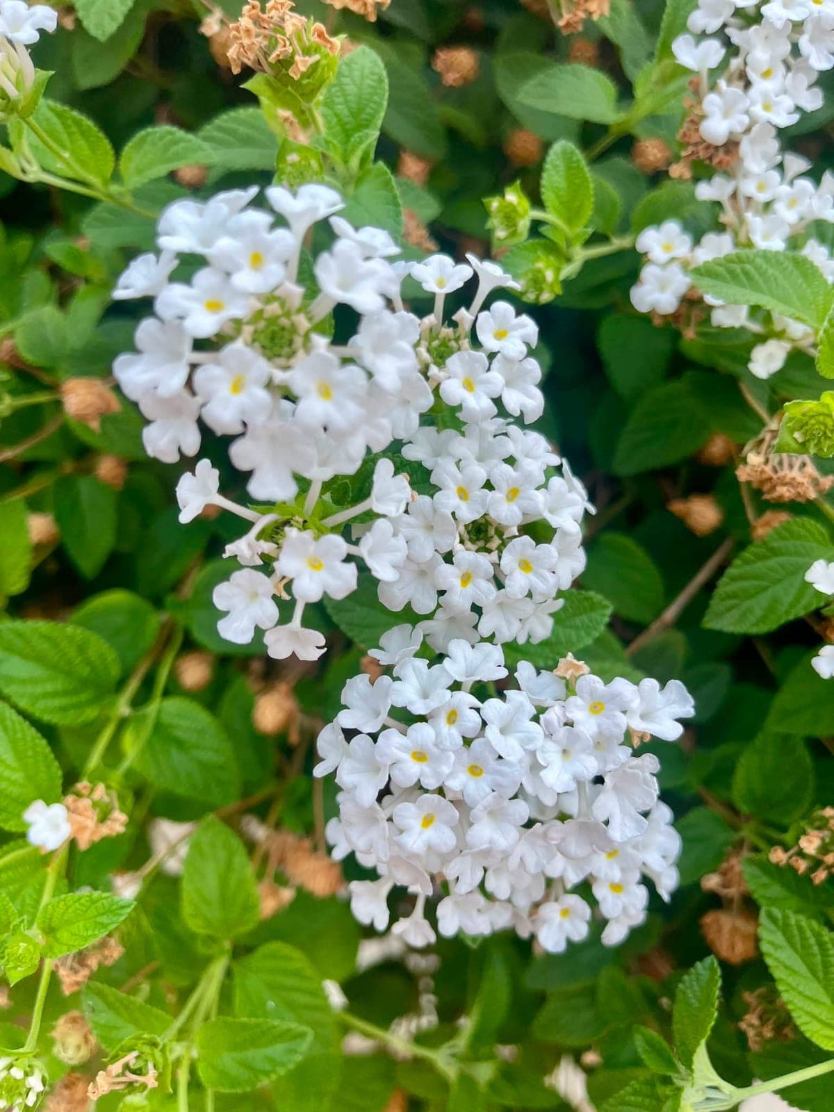 White Lantana (Lantana camara alba / montevidensis alba) 1