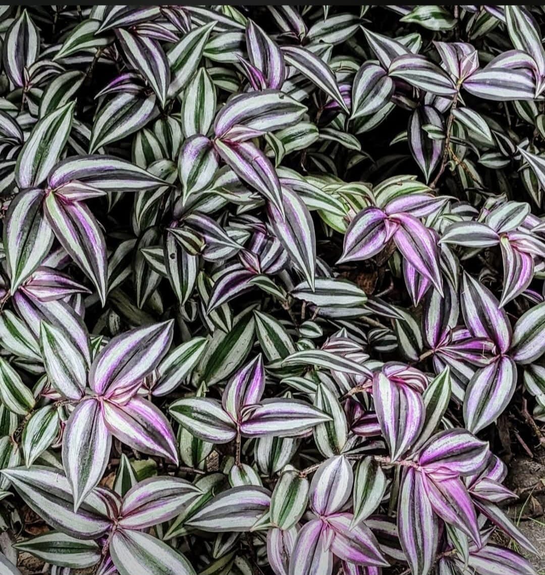 Zebrina (Tradescantia zebrina) 1
