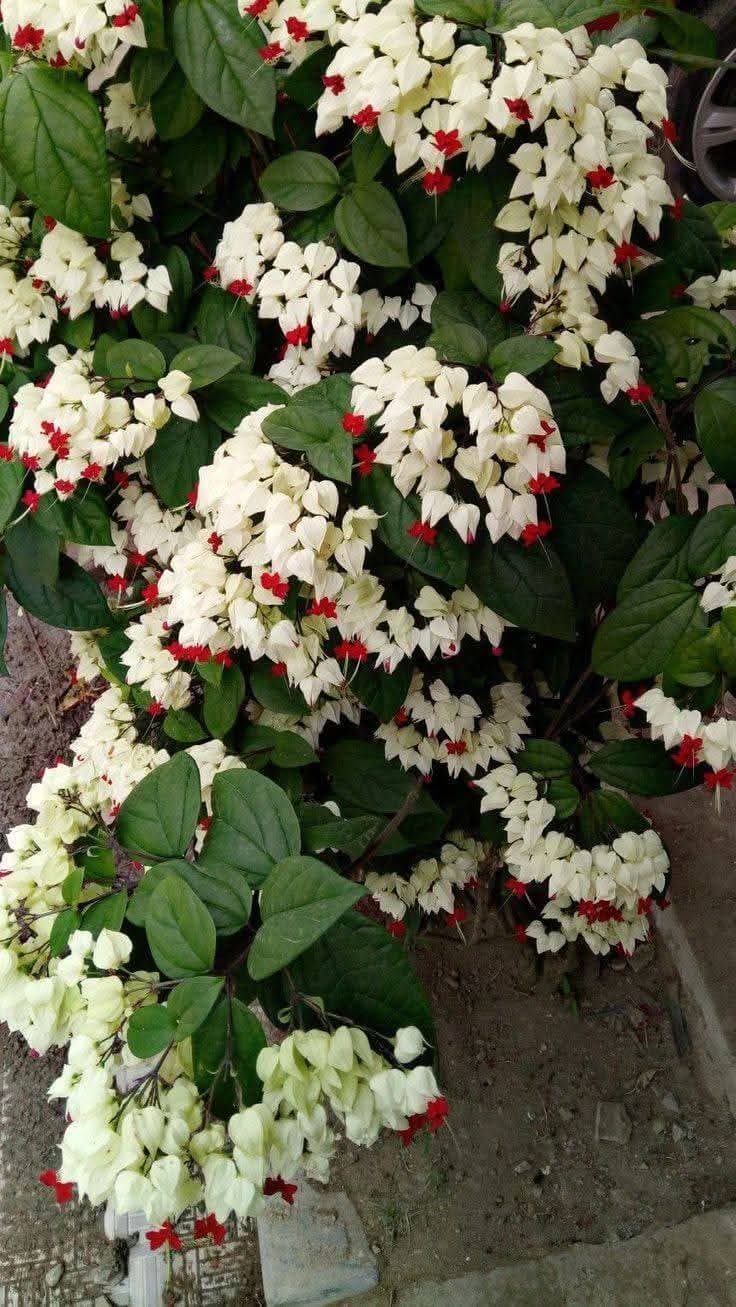 Bleeding Heart Vine 1