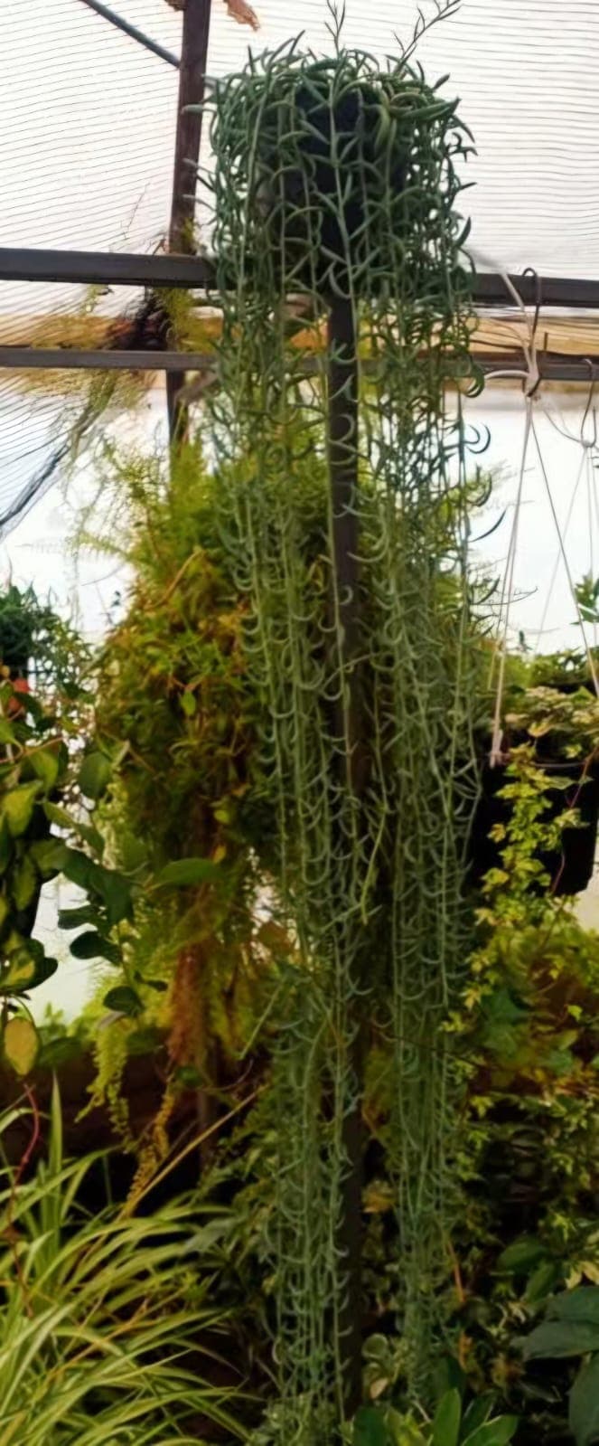 String of Bananas (Curio radicans) 1