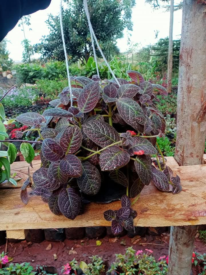 Flame Violet (Episcia cupreata) 1