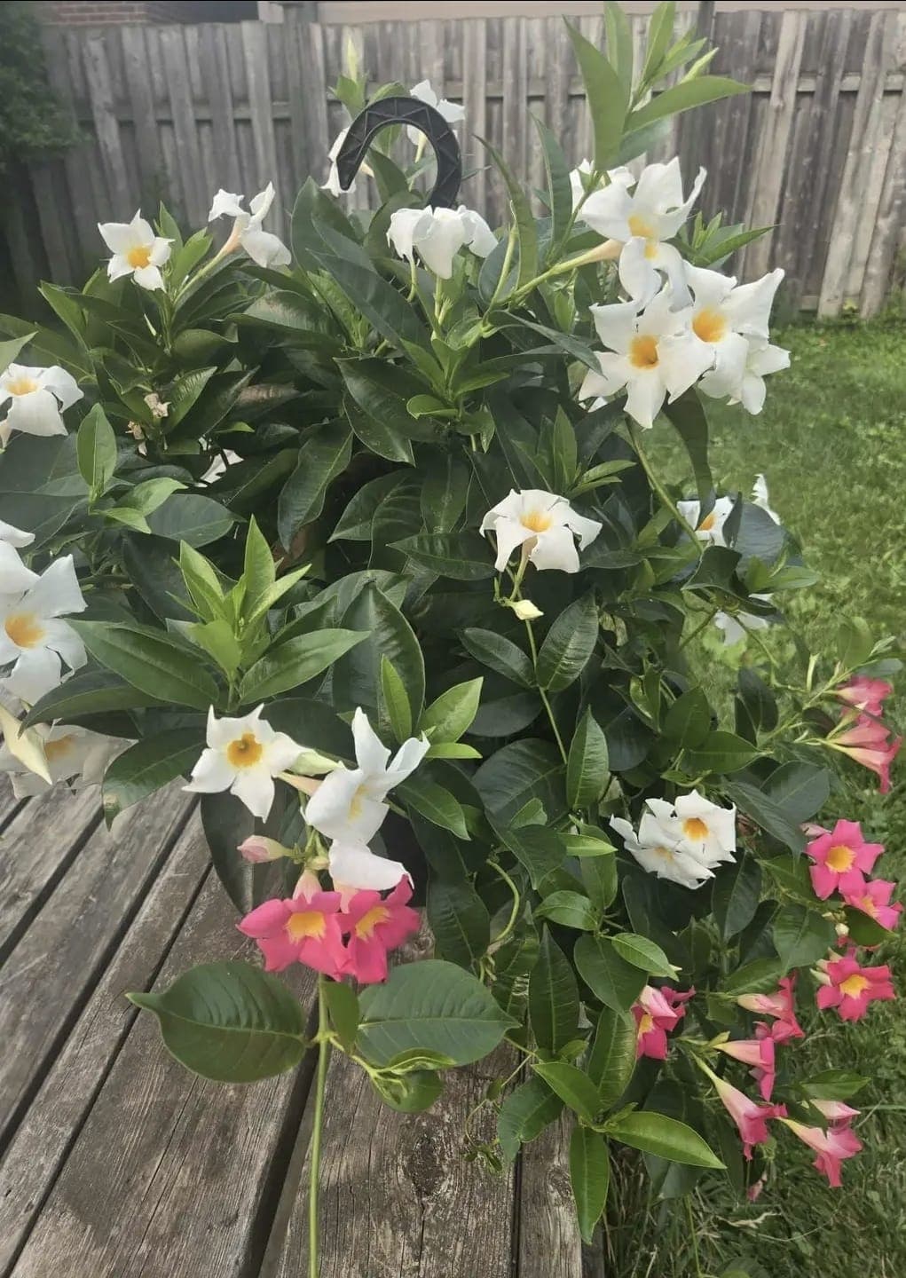 Trailing Mandevilla 1