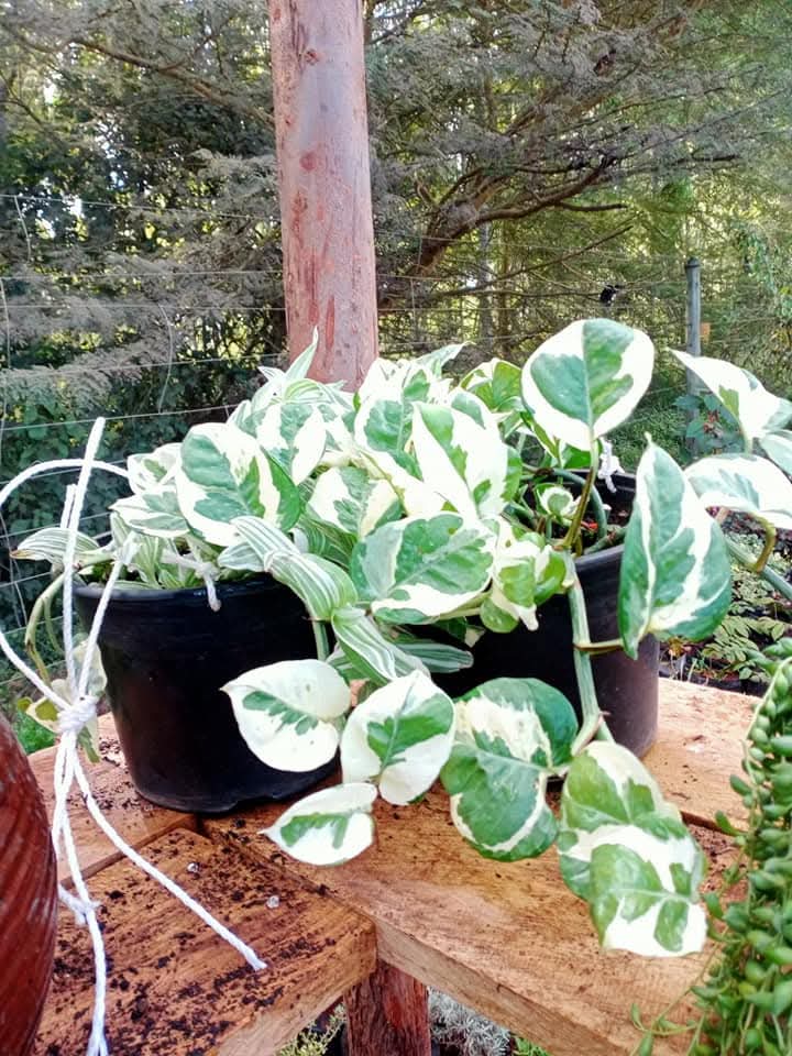 N'Joy Pothos (Epipremnum aureum) 1