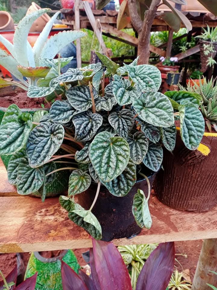 Ripple Peperomia (Peperomia caperata) 1