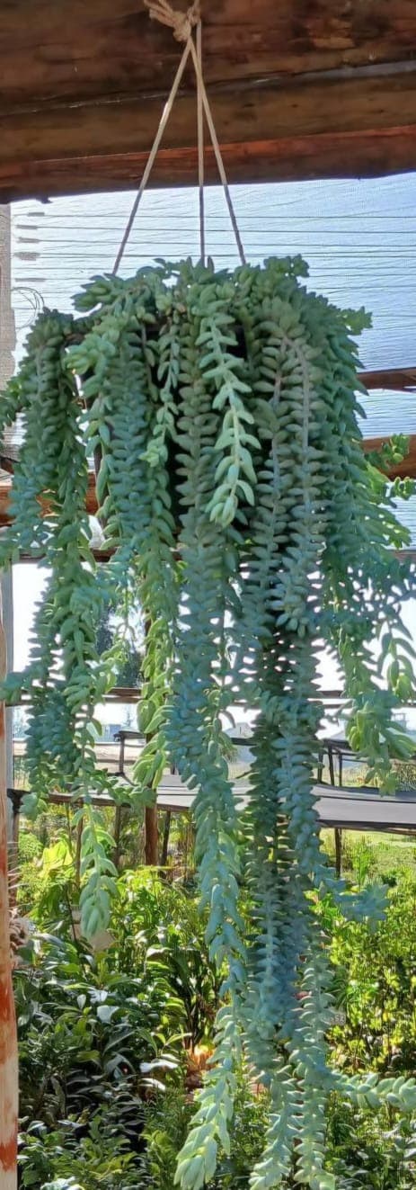 Burro's Tail (Sedum morganianum) 1