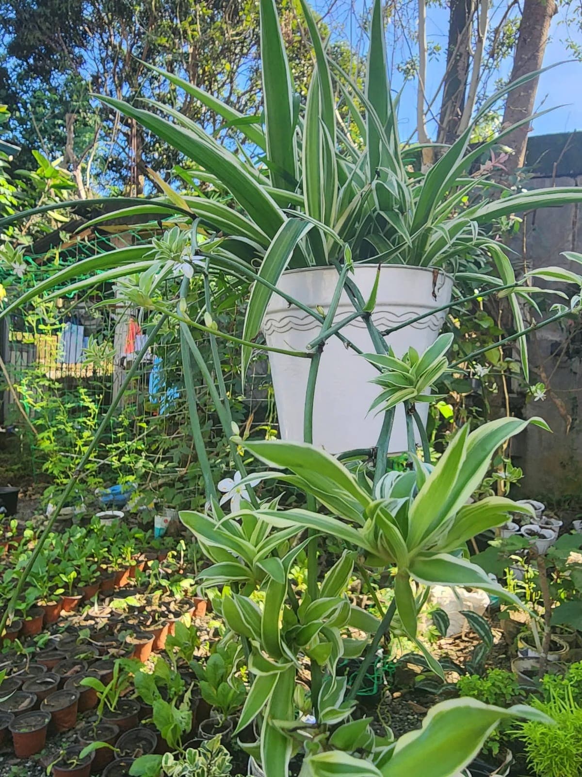 Spider Grass (Spider Plant) 1