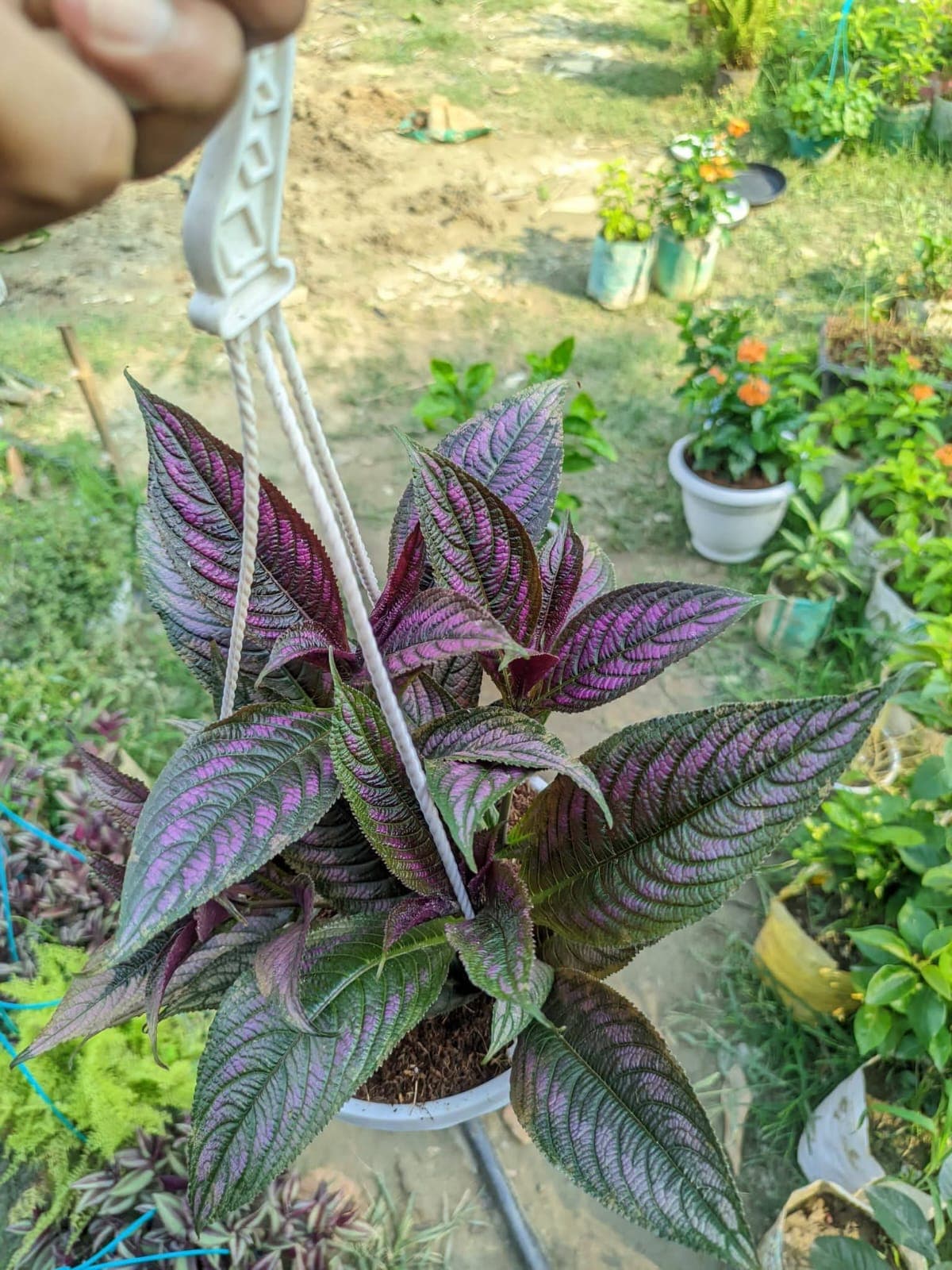 Persian Shield 1