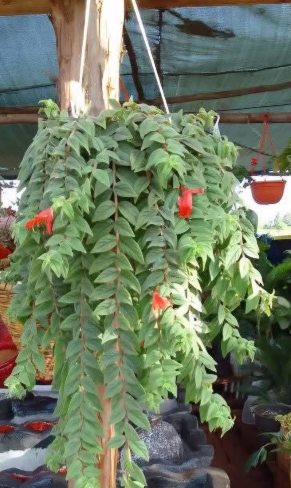 Lipstick Plant (Aeschynanthus radicans) 1
