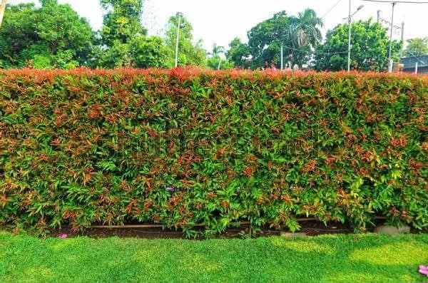 Eugenia Fence 1