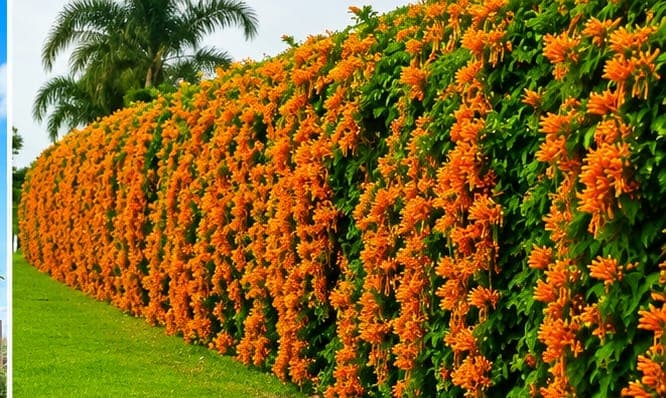 Golden Shower (Pyrostegia venusta) Fence 1