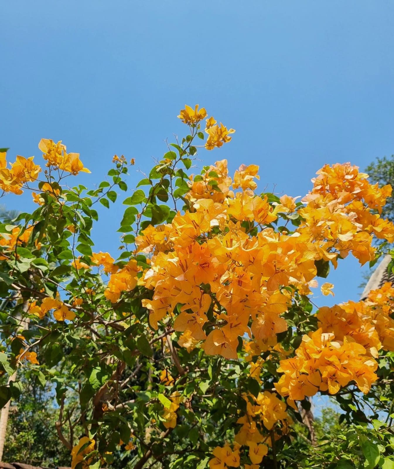 Orange Bougainvillea 1