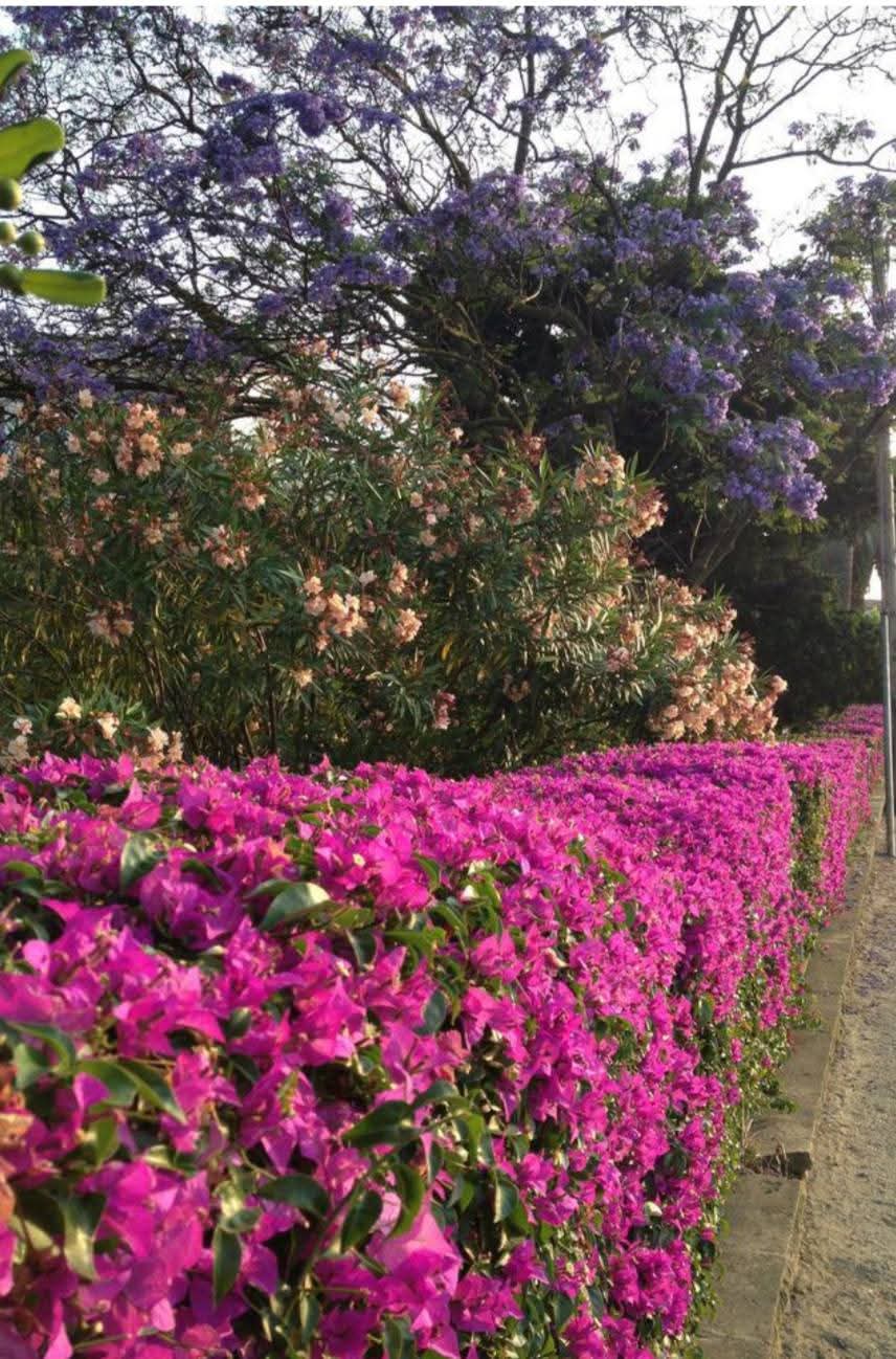 Purple Bougainvillea Fence 1