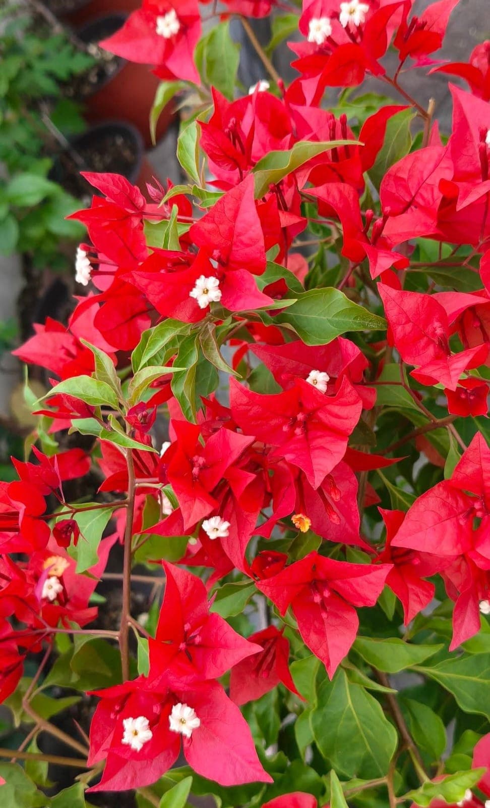 Red Bougainvillea 1