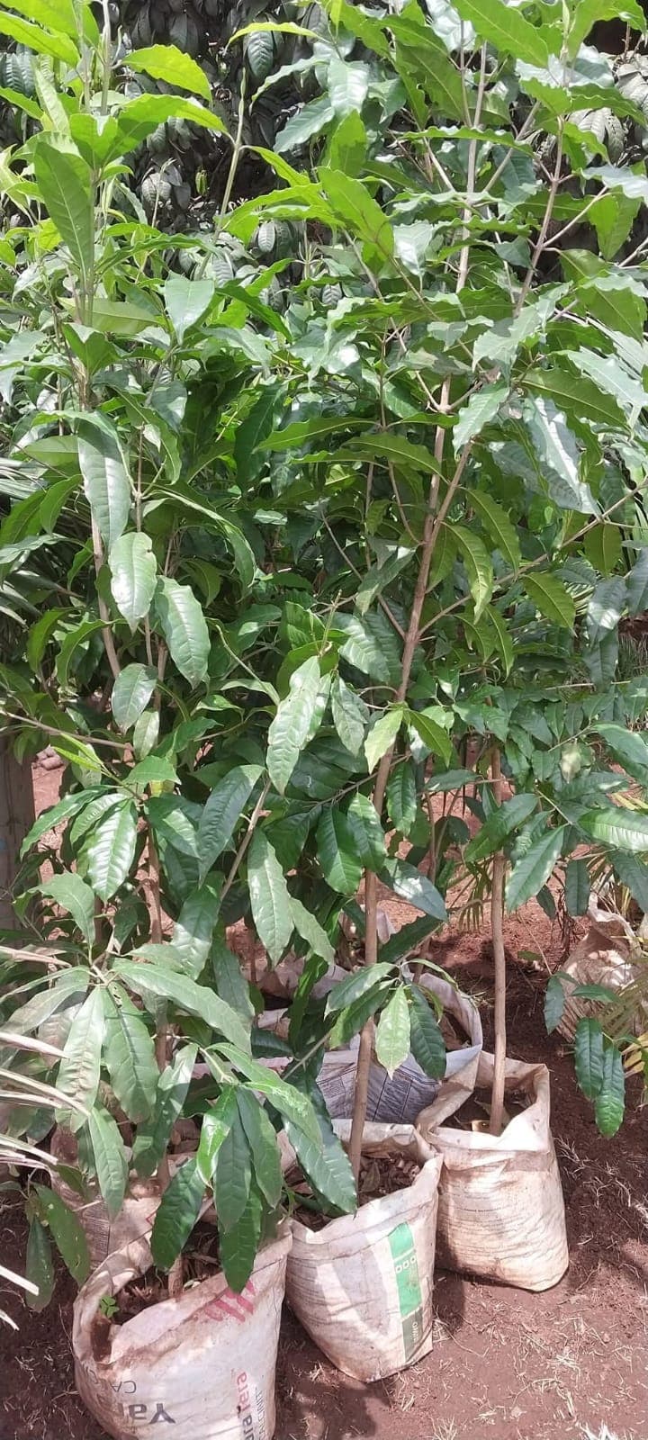 Elgon Teak (Olea welwitschii) 1