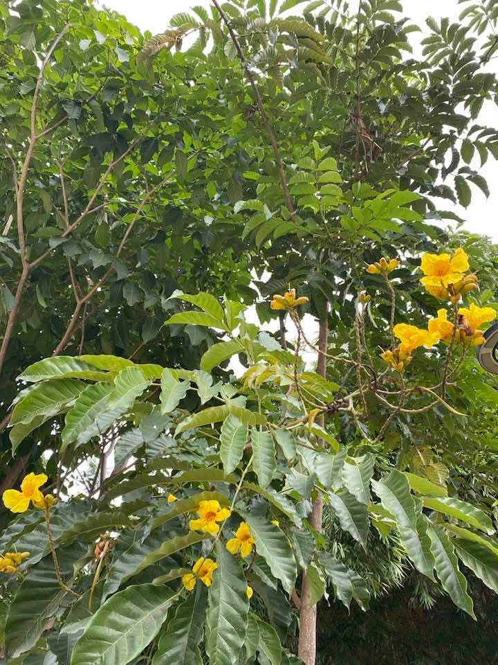 Markhamia Lutea (Siala / Bell Bean Tree) 1