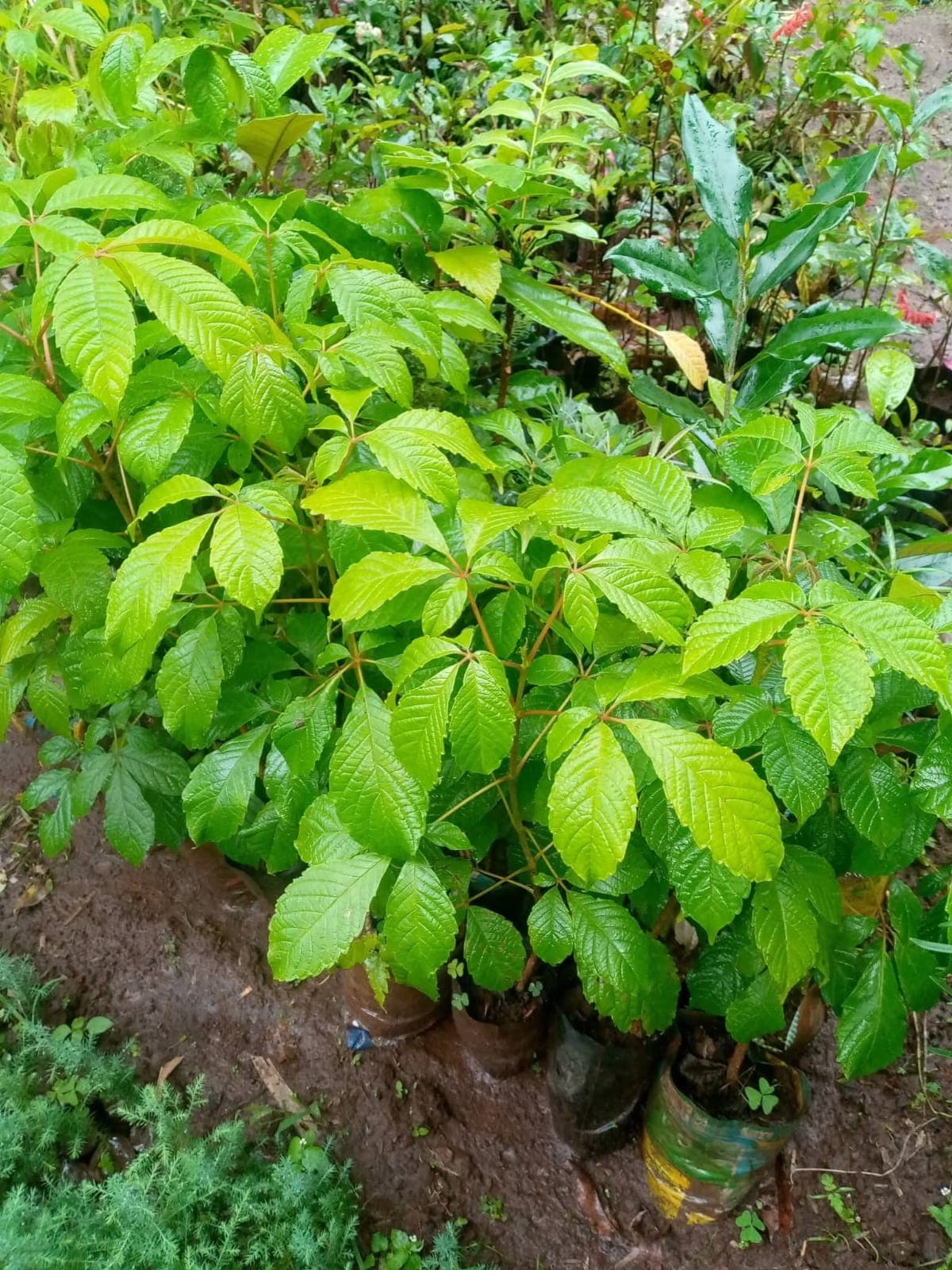 Meru Oak (Vitex keniensis) 1
