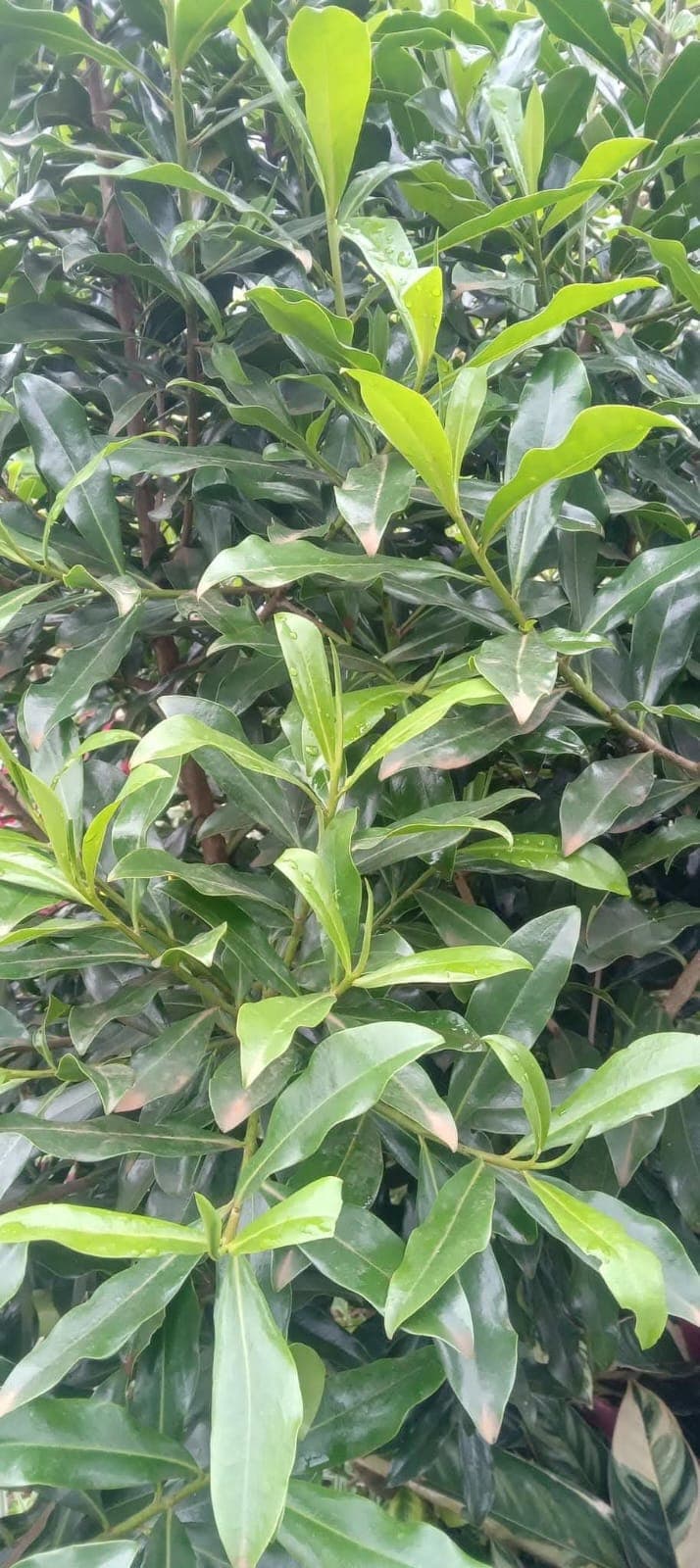 Warbugia Ugandensis (East African Greenheart / Muharaka) 1
