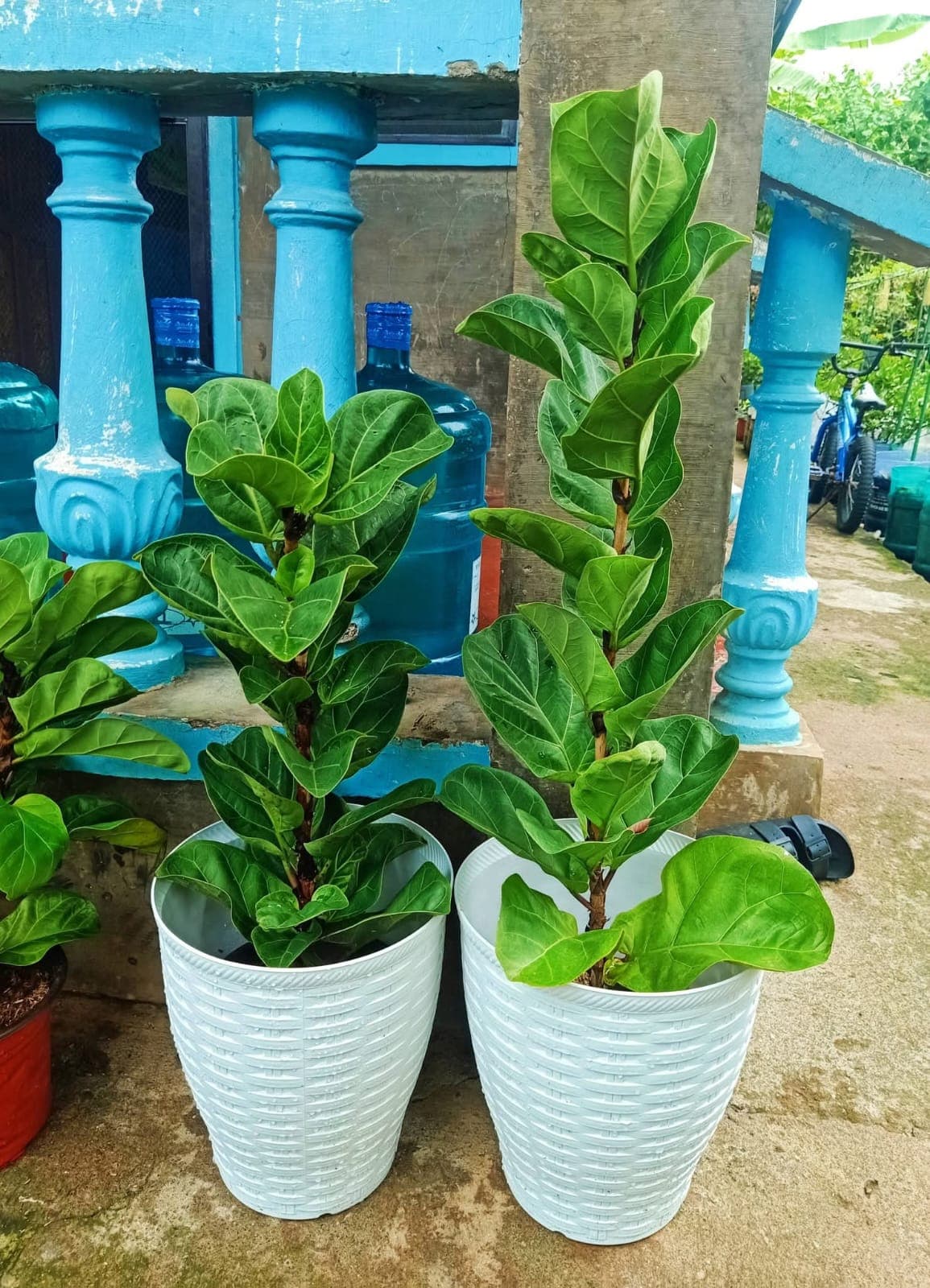 Fiddle Leaf Fig 1