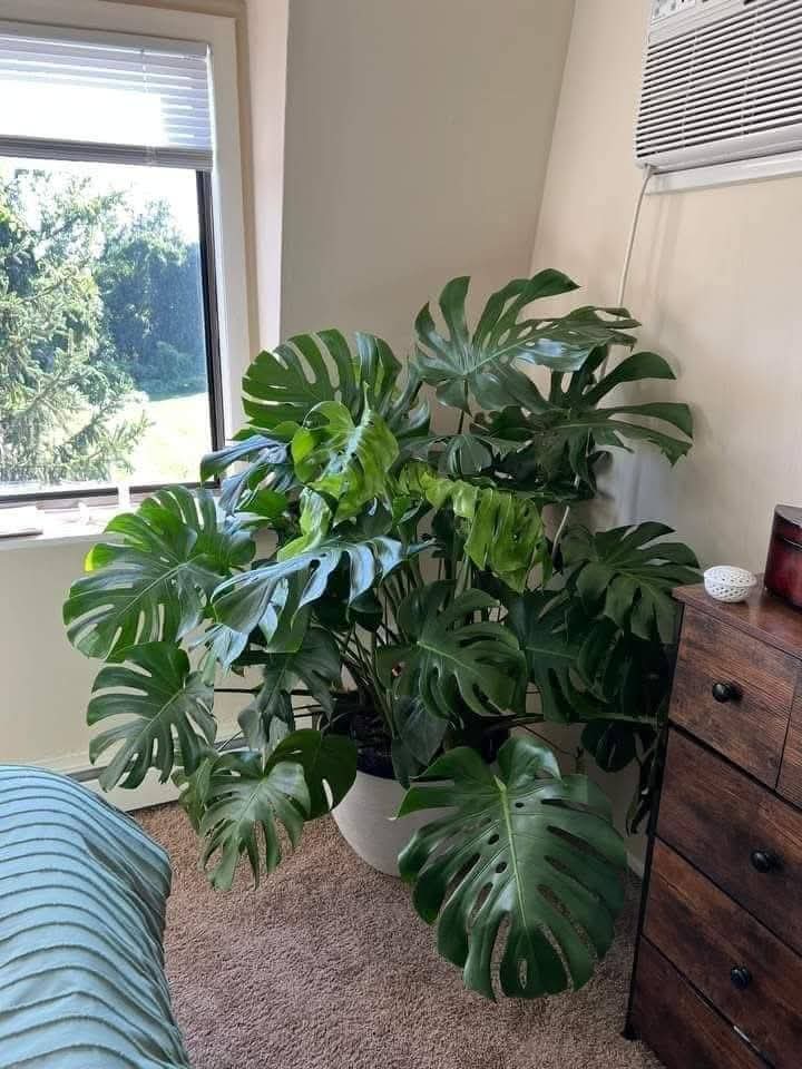 Monstera Deliciosa 1