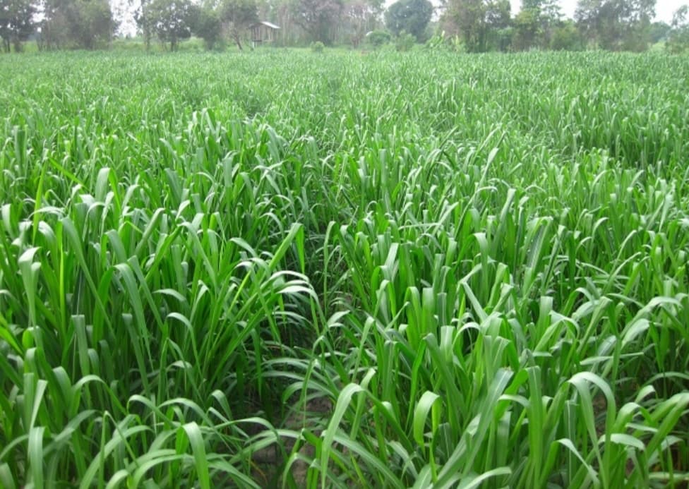 Mombasa Grass (Panicum maximum) 1