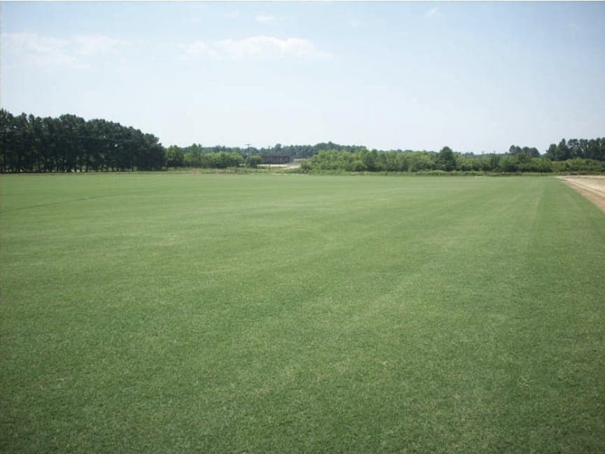 TifSport Grass (Hybrid Bermuda) 1