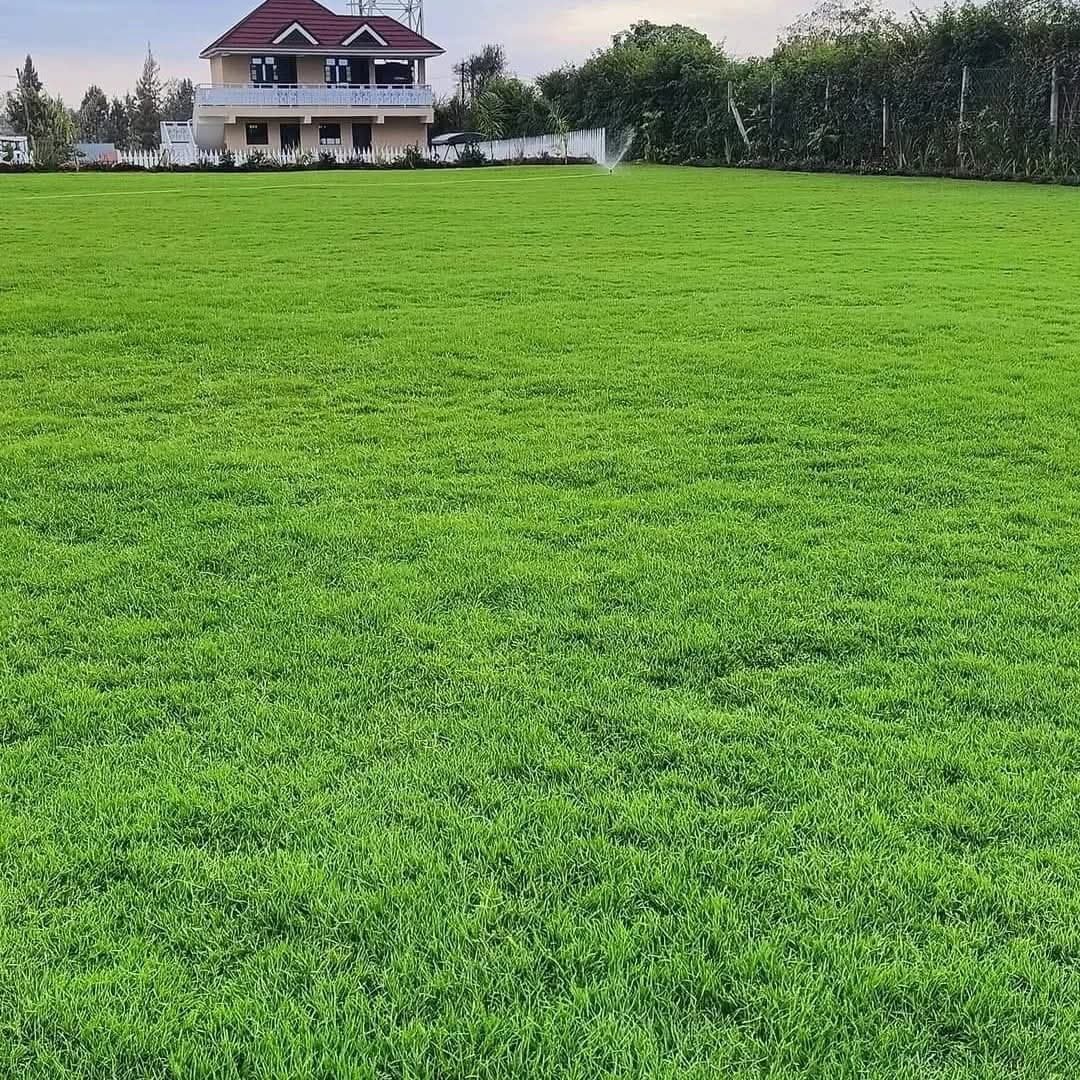 Arabic Grass 1