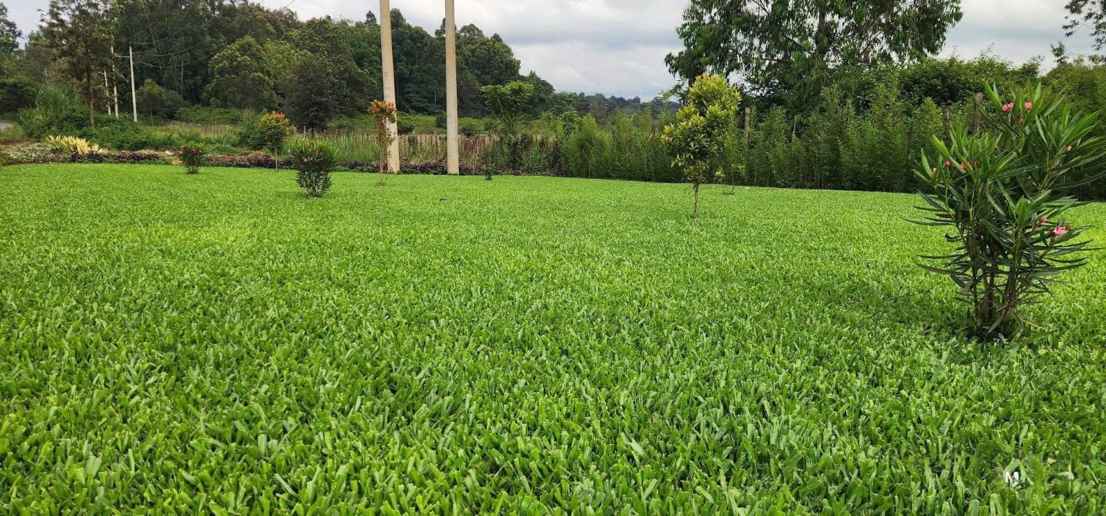 Pemba Grass (Buffalo / St. Augustine) 1