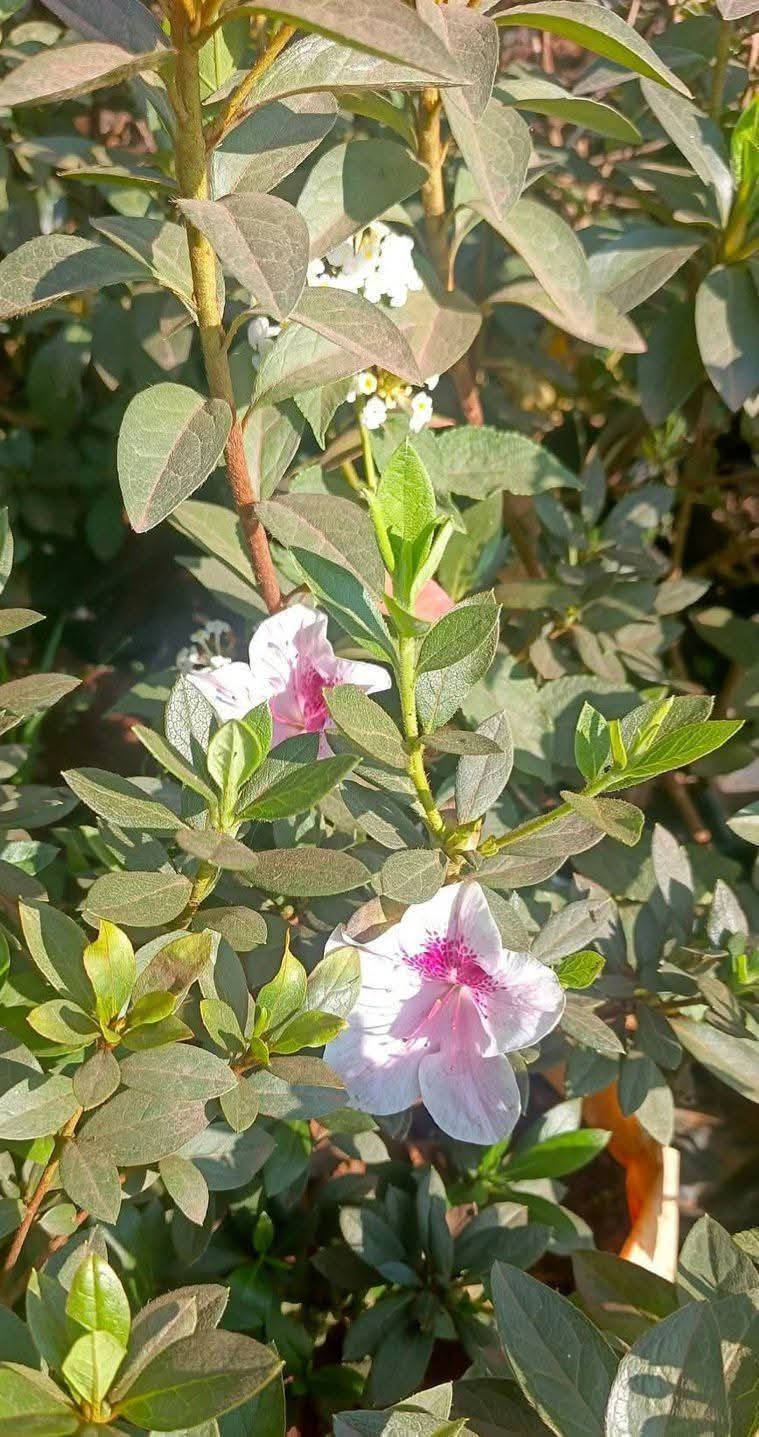 Azaleas (Rhododendron spp.) 1