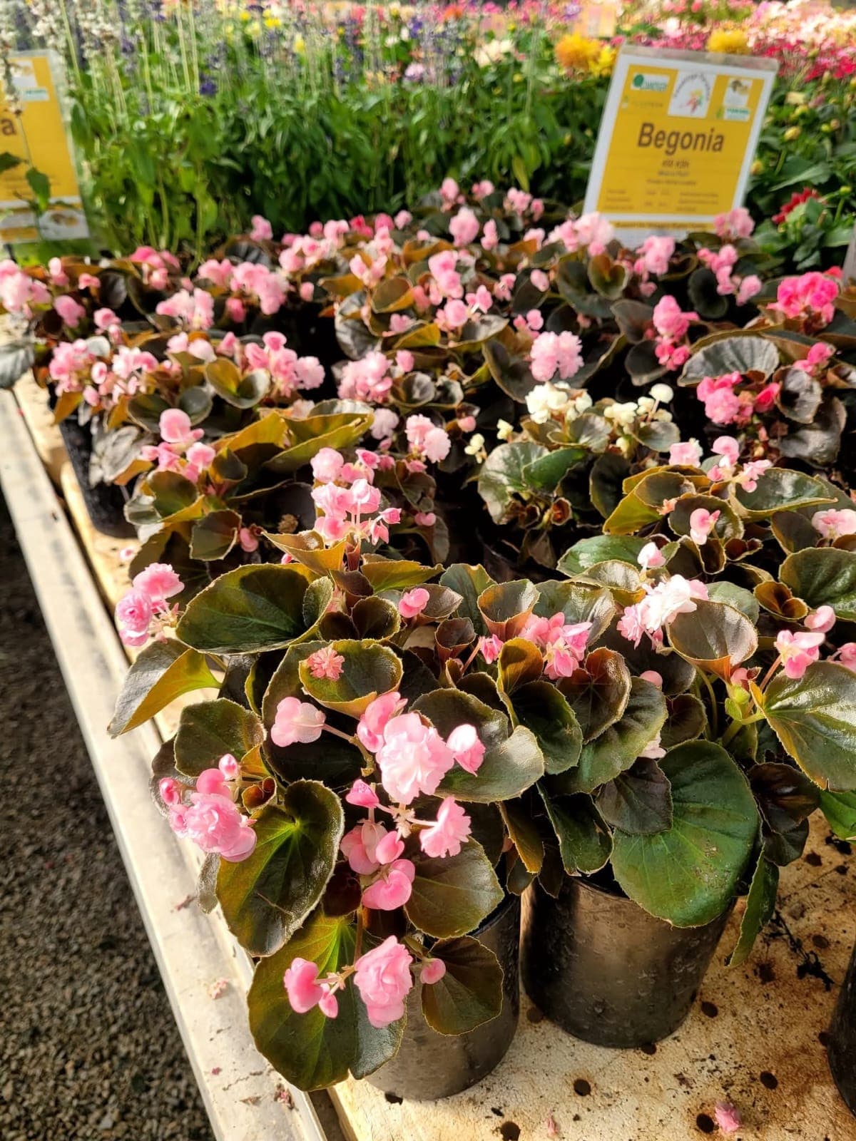 Begonias (Begonia spp.) 1