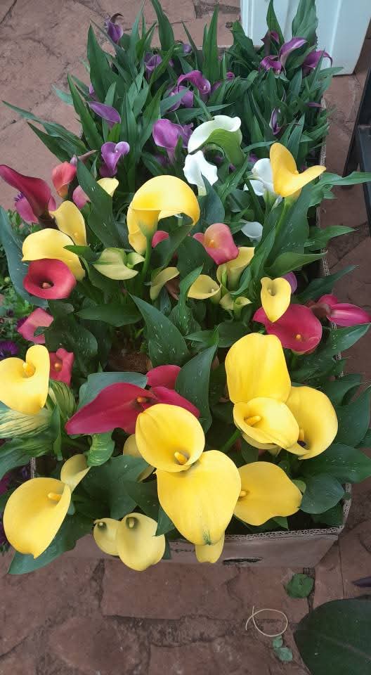 Calla Lilies (Zantedeschia aethiopica) 1