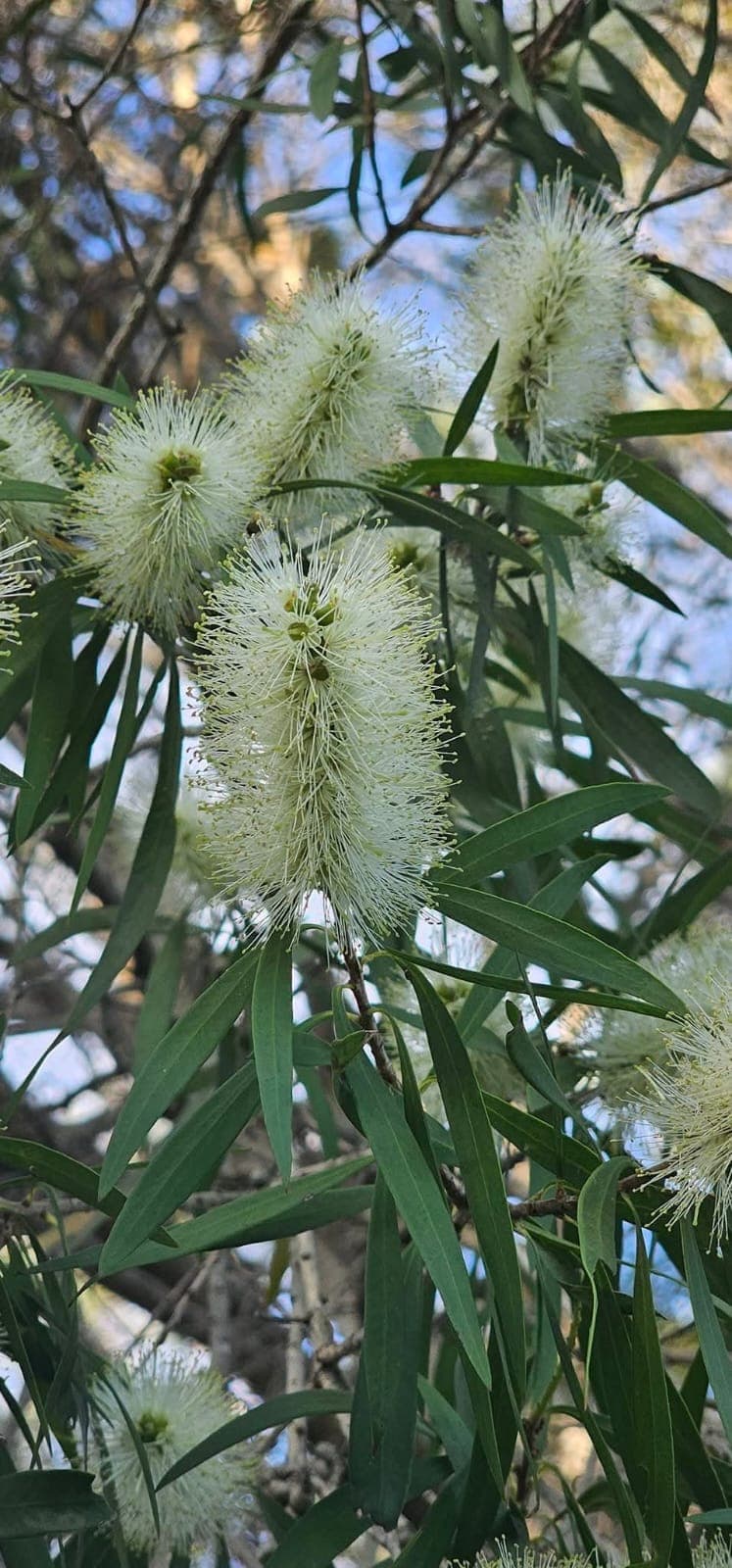 White Bottle Brush (Callistemon salignus) 1
