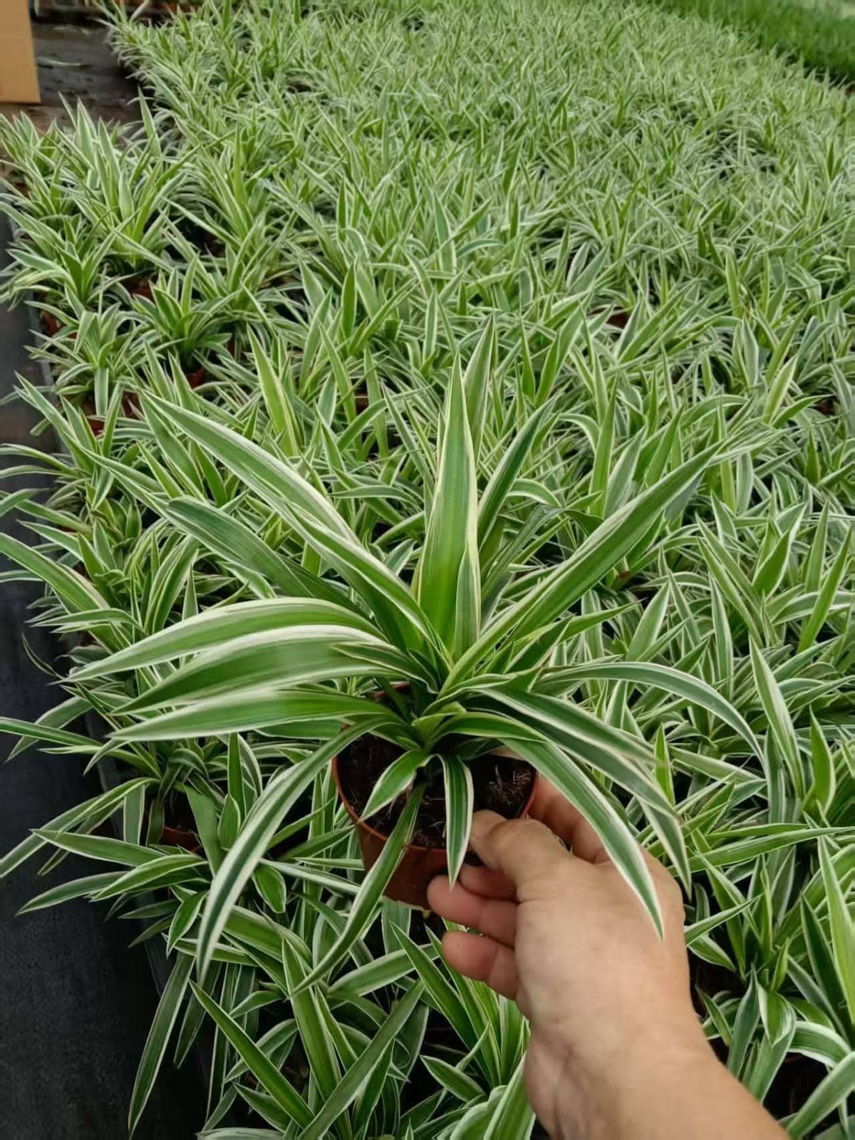 Spider Plant (Chlorophytum comosum) 1