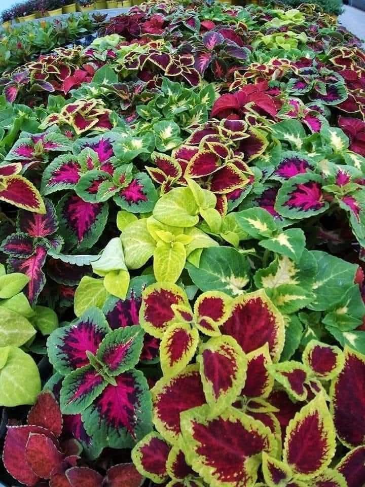 Coleus (Plectranthus scutellarioides) 1