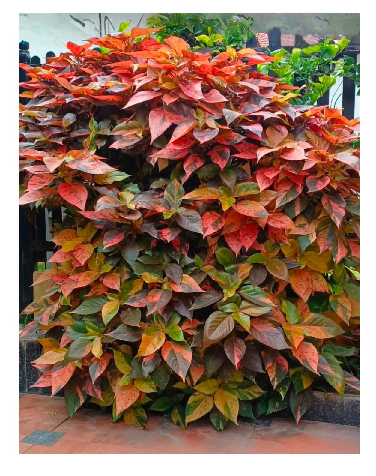 Copperleaf (Acalypha wilkesiana) 1