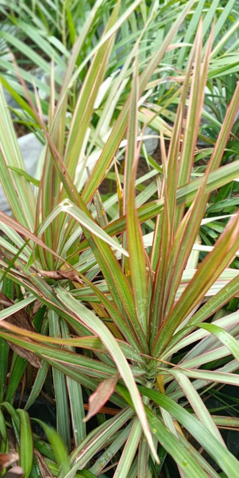 Dracaena Marginata (Madagascar Dragon Tree) 1