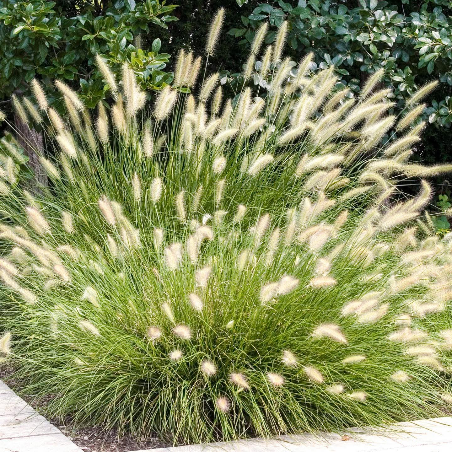 Fountain Grass (Pennisetum alopecuroides) 1