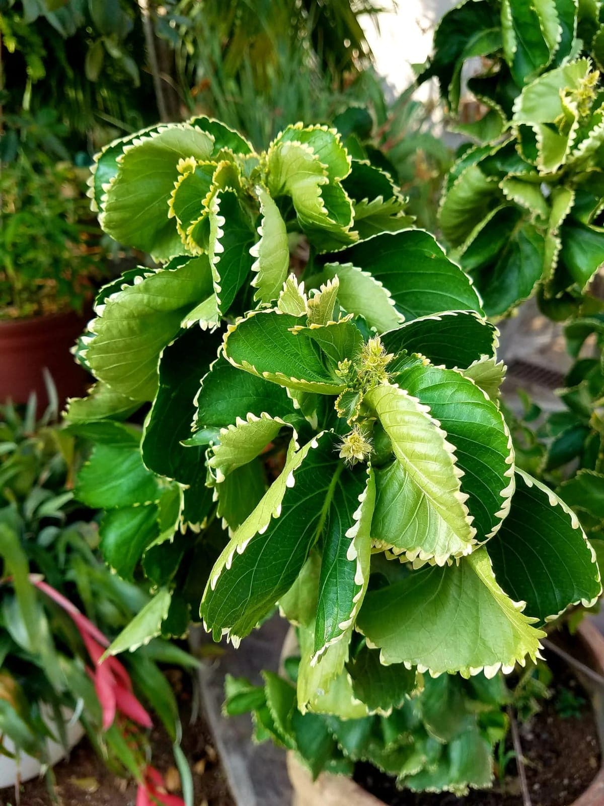 Green Acalypha (Acalypha wilkesiana 'Hoffmannii') 1